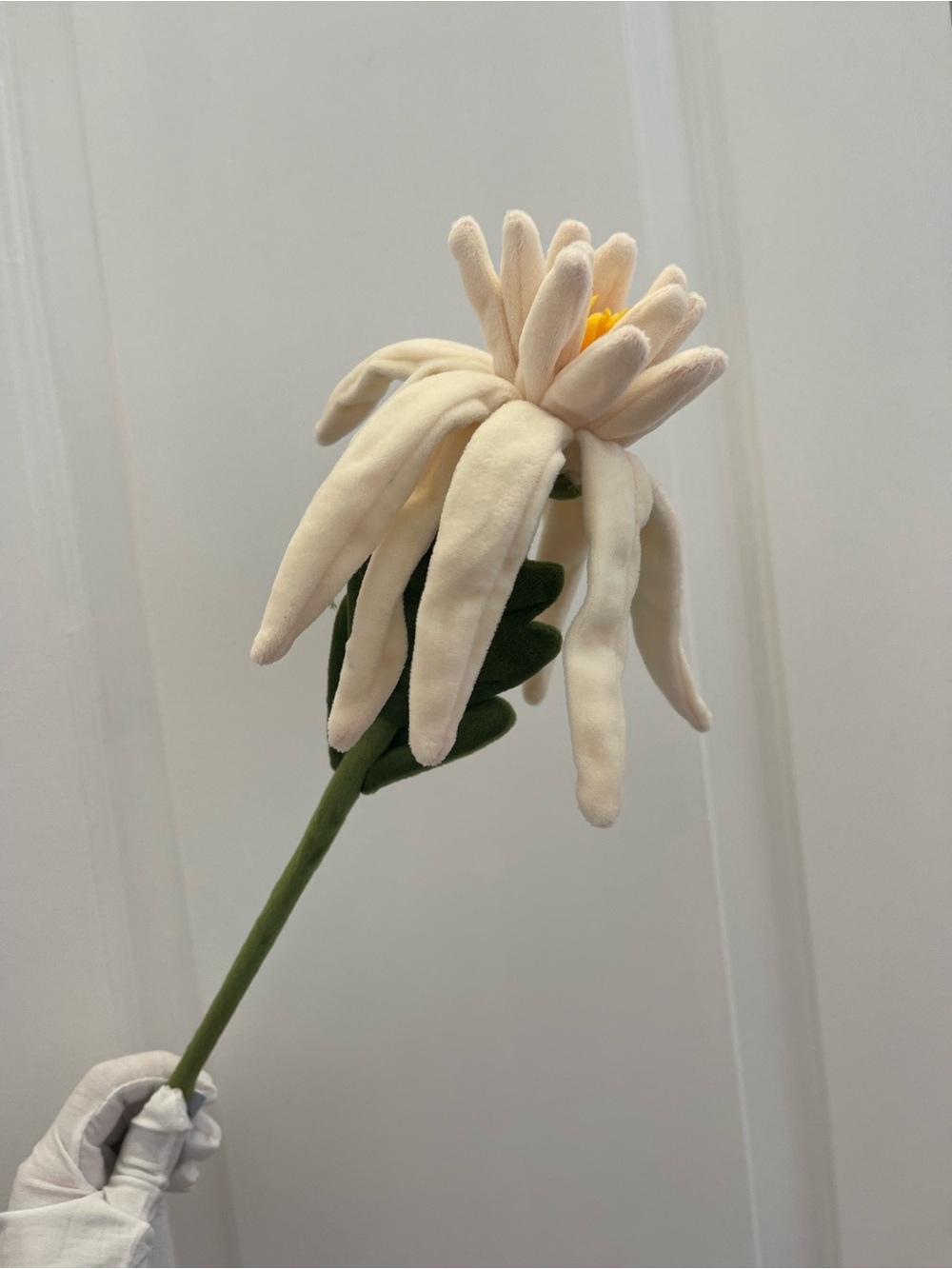 CJ Hendry Flower shop cream chrysanthemum bloom